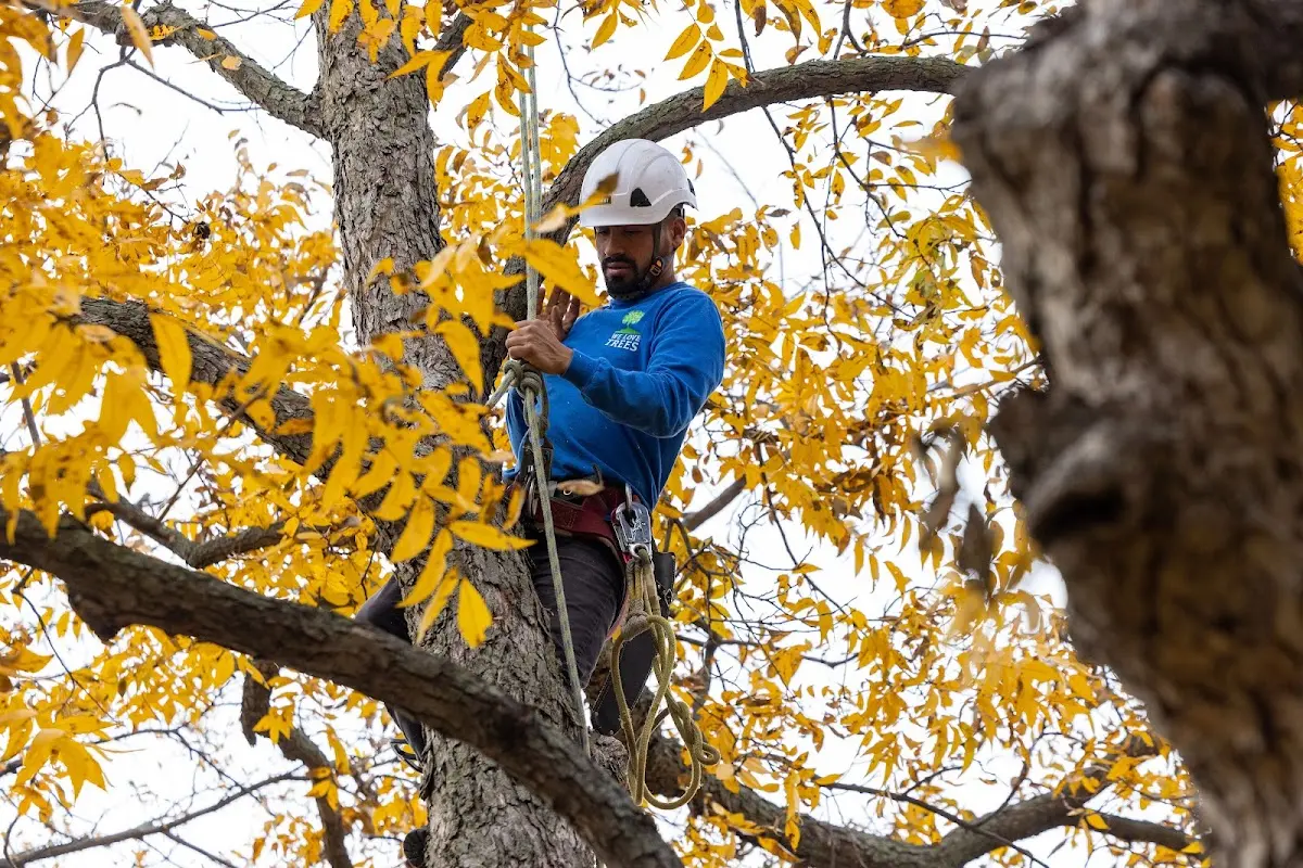 Skilled Tree Planting crew working in Winter Springs