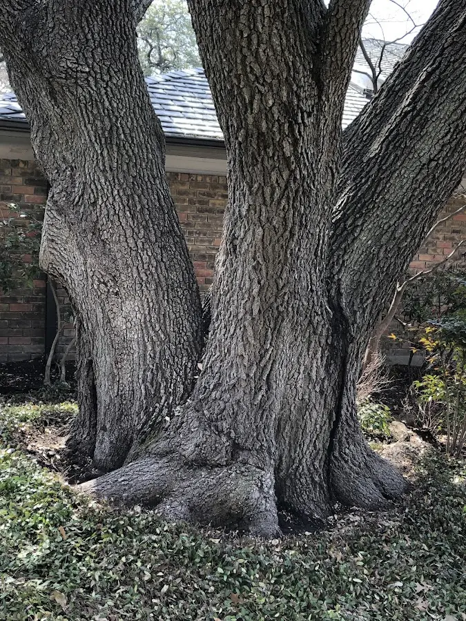 Mature heritage tree close to a Winter Springs property cared for by certified arborists